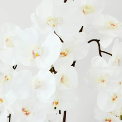 Nikki Chu - Orchid In Black Vase -Home Decor Shop webimage 168213601 DTL