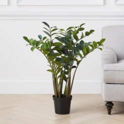 Zamioculas Tree -Home Decor Shop webimage 206448861 1 jpg