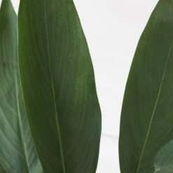 Faux Potted Water Canna -Home Decor Shop webimage 207190249 dtl2