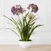Faux Potted Agapanthus -Home Decor Shop webimage 207919623