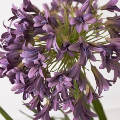 Faux Potted Agapanthus -Home Decor Shop webimage 207919623 dtl1
