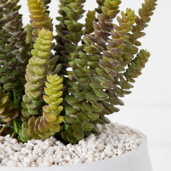 Donkey Tail In Bowl With Stand 4 Donkey Tail In Bowl With Stand - Image 2