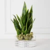 Mother In Law's Tongue Succulent With Bowl -Home Decor Shop webimage 207999718