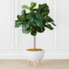 Fiddle Leaf Tree In Bowl -Home Decor Shop webimage 207999719