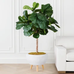 Fiddle Leaf Tree In Bowl -Home Decor Shop webimage 207999719 alt1
