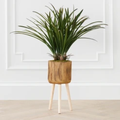 Areca In Wood Stand