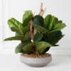 Fiddle Leaf Branches In Bowl -Home Decor Shop webimage 207999724
