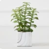 Tree Succulents In Marble Pot -Home Decor Shop webimage 207999966 1