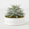 Succulent In White Round Pot -Home Decor Shop webimage 207999970