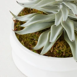 Succulent In White Round Pot -Home Decor Shop webimage 207999970 dtl 1