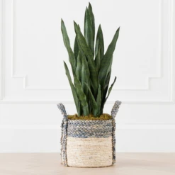 Mother In Law's Tongue In Basket