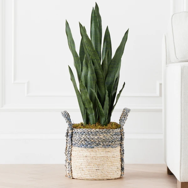 Mother In Law's Tongue In Basket 4 Mother In Law's Tongue In Basket - Image 2