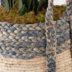 Mother In Law's Tongue In Basket -Home Decor Shop webimage 207999974 dtl1