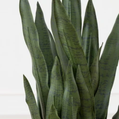 Mother In Law's Tongue In Basket -Home Decor Shop webimage 207999974 dtl2