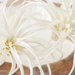 Faux Air Plant -Home Decor Shop webimage 209172845 DTL