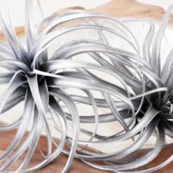 Faux Air Plant -Home Decor Shop webimage 209204773 DTL 1