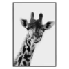 Exotic Animals 4 -Home Decor Shop webimage 630101052 jpg