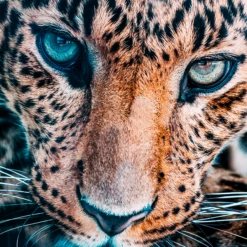 Jungle Cat Stare -Home Decor Shop webimage 630195376 630112803 DTL1