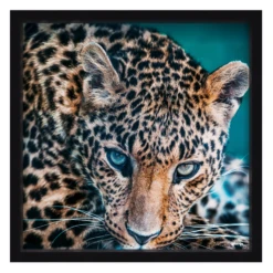 Jungle Cat Stare -Home Decor Shop webimage 630195376 630112803 SIL